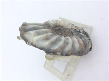 Aegasteroceras Polished Ammonite From Scunthorpe - Diameter 9cm, 190g. Stone Treasures Fossils4sale