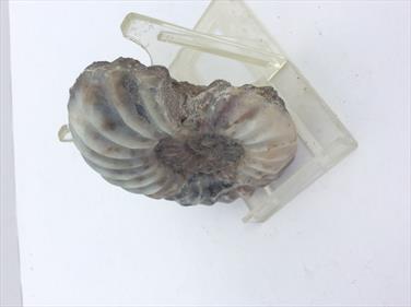 Aegasteroceras Polished Ammonite From Scunthorpe - Diameter 9cm, 190g. Stone Treasures Fossils4sale