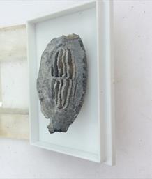 Fossil Ray Tooth Large Single Specimen From Old Collection. 3.5 x 1.7cm, 5g. Stone Treasures Fossils4sale