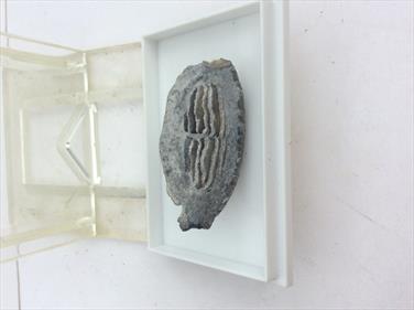 Fossil Ray Tooth Large Single Specimen From Old Collection. 3.5 x 1.7cm, 5g. Stone Treasures Fossils4sale