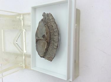 Fossil Ray Tooth Large Single Specimen From Old Collection. 3.5 x 1.7cm, 5g. Stone Treasures Fossils4sale