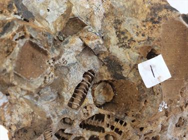 Screwstone Large - Crinoids stems Ashover Derbyshire. Carboniferous Limestone.16cm x11cm x 9cm 1.87Kg approx.Stone Treasures Fossils4sale