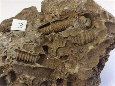 Screwstone 3 Crinoids stems Ashover Derbyshire. Carboniferous Limestone.15cm x 9cm x 7cm 1.03Kg approx.Stone Treasures Fossils4sale