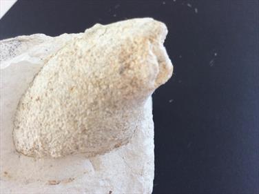 Sponge White Chalk Fossil Daneâ€™s Dyke 5 Flamborough, Humberside Cretaceous.9cm x 6cm