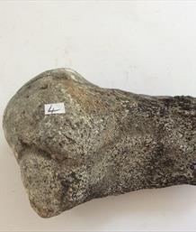 Plesiosaur Humerus Bone 4 specimen 11cm long 532g UK Stone Treasures Fossils4sale