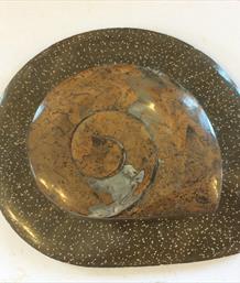 Goniatite in Matrix diameter 13cm with matrix 19cm 752gms Morocco Fosiils4sale Stone treasures