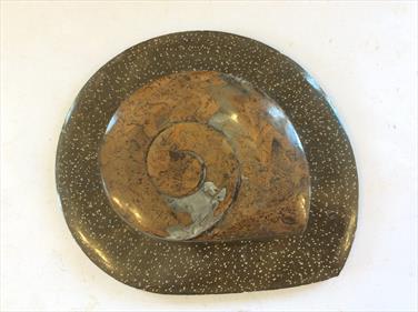 Goniatite in Matrix diameter 13cm with matrix 19cm 752gms Morocco Fosiils4sale Stone treasures