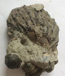 Brachiopod Torquirhynchia & Bathrotomaria in matrix Dorset 13.5cm x 8cm 513gms approx Stone Treasures Fossil4sale