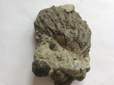 Brachiopod Torquirhynchia & Bathrotomaria in matrix Dorset 13.5cm x 8cm 513gms approx Stone Treasures Fossil4sale