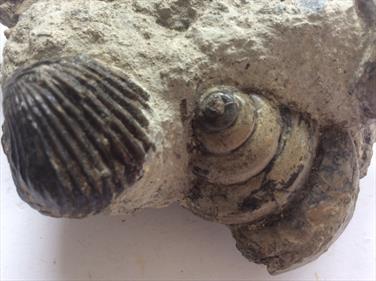 Brachiopod Torquirhynchia & Bathrotomaria in matrix Dorset 13.5cm x 8cm 513gms approx Stone Treasures Fossil4sale