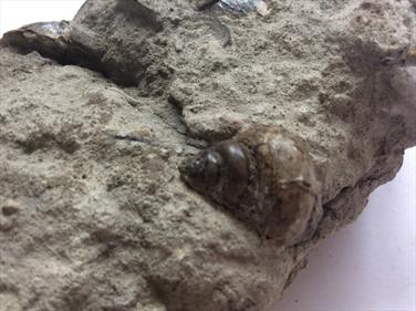Brachiopod Torquirhynchia & Bathrotomaria in matrix Dorset 13.5cm x 8cm 513gms approx Stone Treasures Fossil4sale