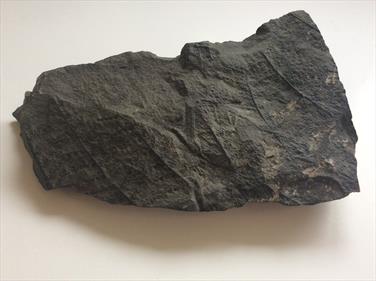 Fern Neuropteris, seed fern fossil Carboniferous 16cm x 9cm 622gms Stone treasures Fossils4sale