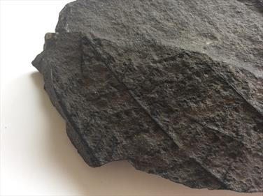 Neuropteris, seed fern fossil Carboniferous 16cm x 9cm 622gms Stone treasures Fossils4sale