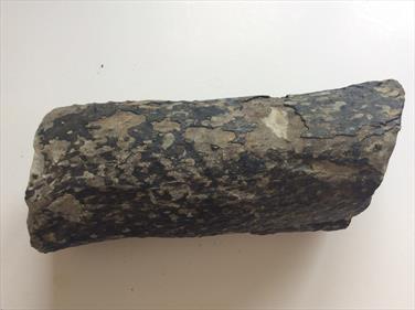 Stigmaria Root System - Lycopod tree Wigan UK 20cm x 8cm 1.868kg Stone Treasures Fossils4sale