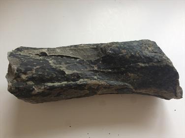 Stigmaria Root System - Lycopod tree Wigan UK 20cm x 8cm 1.868kg Stone Treasures Fossils4sale