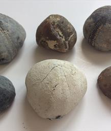 Echinoid Fossils (Sea Urchins) x 6 Between 13gms & 51gms Stone Treasures Fossils4sale