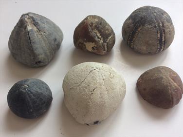 Echinoid Fossils (Sea Urchins) x 6 Between 13gms & 51gms Stone Treasures Fossils4sale