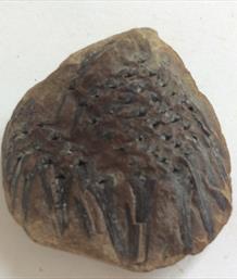 Cone Fossil Sigillariostrobus sp. Carnoniferous Wigan UK 3.7cm x 3.8cm 25gms Stone Treasures Fossils4sale
