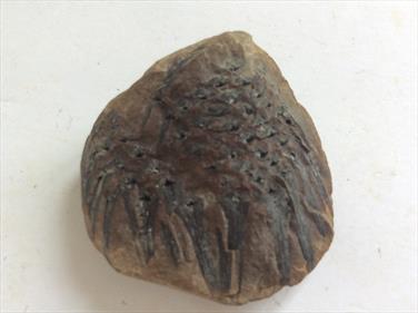 Cone Fossil Sigillariostrobus sp. Carnoniferous Wigan UK 3.7cm x 3.8cm 25gms Stone Treasures Fossils4sale