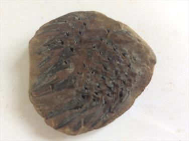 Cone Fossil Sigillariostrobus sp. Carnoniferous Wigan UK 3.7cm x 3.8cm 25gms Stone Treasures Fossils4sale