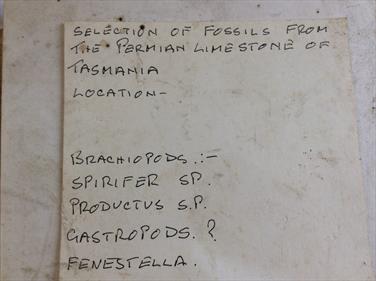 Tasmania small fossils 40+ specimens (brachiopods) Permian Limestone Stone Treasures Fossils4sale