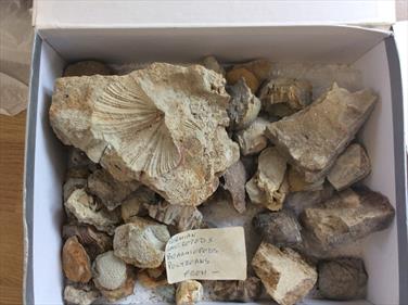 Tasmania small fossils 40+ specimens (brachiopods) Permian Limestone Stone Treasures Fossils4sale