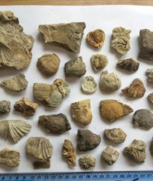 Tasmania small fossils 40+ specimens (brachiopods) Permian Limestone Stone Treasures Fossils4sale