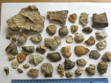 Tasmania small fossils 40+ specimens (brachiopods) Permian Limestone Stone Treasures Fossils4sale