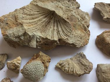 Tasmania small fossils 40+ specimens (brachiopods) Permian Limestone Stone Treasures Fossils4sale