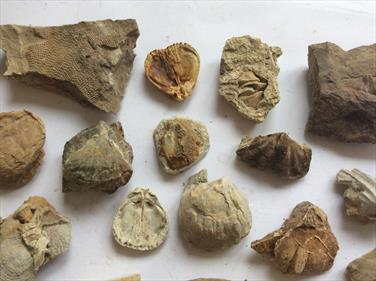 Tasmania small fossils 40+ specimens (brachiopods) Permian Limestone Stone Treasures Fossils4sale