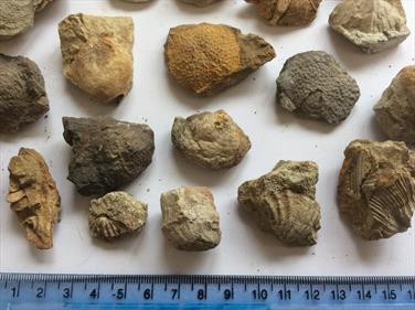 Tasmania small fossils 40+ specimens (brachiopods) Permian Limestone Stone Treasures Fossils4sale