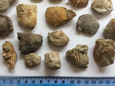 Tasmania small fossils 40+ specimens (brachiopods) Permian Limestone Stone Treasures Fossils4sale