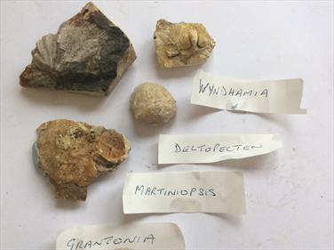 Tasmania small fossils 2 boxes 20+ specimens (brachiopods) Permian Limestone Stone Treasures Fossils4sale