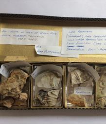 Tasmania small fossils 2 boxes 20+ specimens (brachiopods) Permian Limestone Stone Treasures Fossils4sale