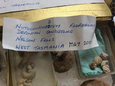 Tasmania small fossils 2 boxes 20+ specimens (brachiopods) Permian Limestone Stone Treasures Fossils4sale