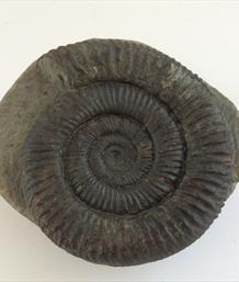 Ammonite Dactylioceras in matrix Whitby UK diameter 8cm 631gms Stone Treasures Fossils4sale