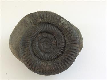Ammonite Dactylioceras in matrix Whitby UK diameter 8cm 631gms Stone Treasures Fossils4sale