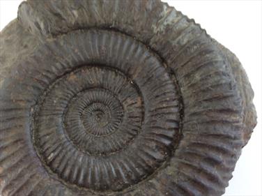 Ammonite Dactylioceras in matrix Whitby UK diameter 8cm 631gms Stone Treasures Fossils4sale