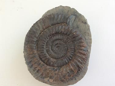 Ammonite Dactylioceras Commune Whitby diameter 7cm 297gms Stone Treasures Fossils4sale