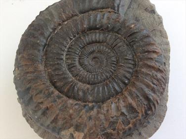 Ammonite Dactylioceras Commune Whitby diameter 7cm 297gms Stone Treasures Fossils4sale