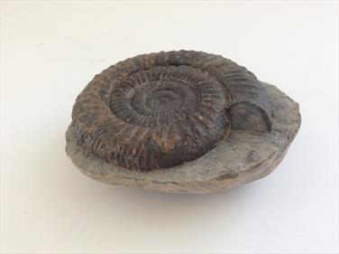 Ammonite Dactylioceras Commune Whitby diameter 7cm 297gms Stone Treasures Fossils4sale