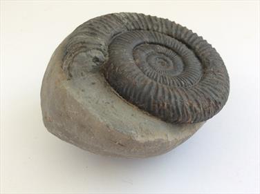 Ammonite Dactylioceras in matrix Whitby UK diameter 8cm 631gms Stone Treasures Fossils4sale