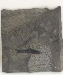 Fossil Durham fish Palaeoniscus freislebenensis in matrix - 6cm long. Overall 17cm x 15cm x 2cm 640gms Permian Stone Treasures Fossils4sale