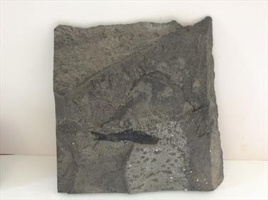 Fossil Durham fish Palaeoniscus freislebenensis in matrix - 6cm long. Overall 17cm x 15cm x 2cm 640gms Permian Stone Treasures Fossils4sale
