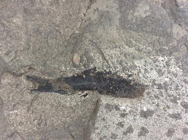 Fossil Durham fish Palaeoniscus freislebenensis in matrix - 6cm long. Overall 17cm x 15cm x 2cm 640gms Permian Stone Treasures Fossils4sale