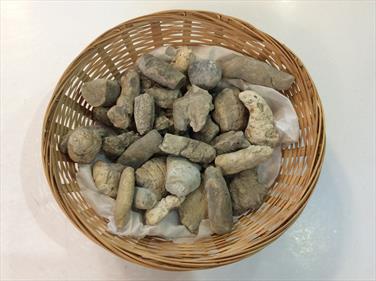 Coprolite small specimens vary in size 4cm x 2 cm Stone Treasures